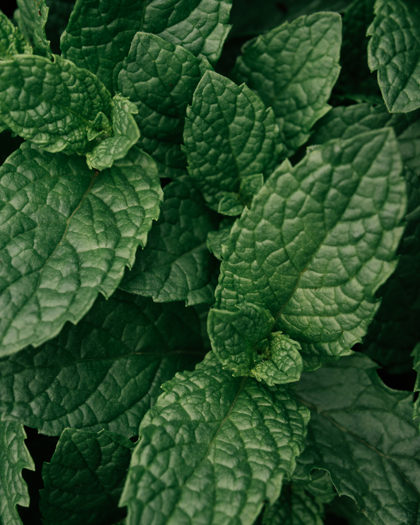 Hand & Body Wash, Peppermint & Dark Cedar